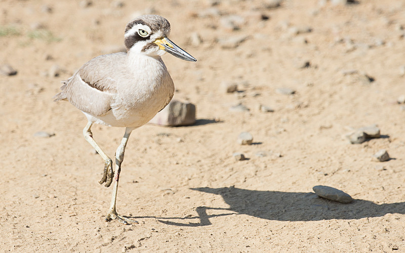 Indian Thick-knee - Ranthambhore 2017