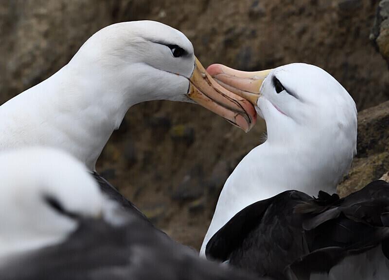 Black-browed Albatros - Ushuaïa Malvinas South Georgia Antartica Peninsula