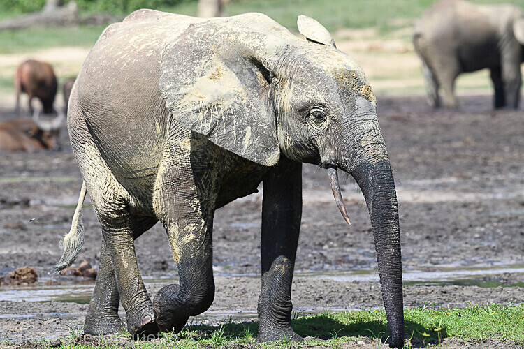  - Dzanga Sangha National Park (République Centrafricaine) 2019