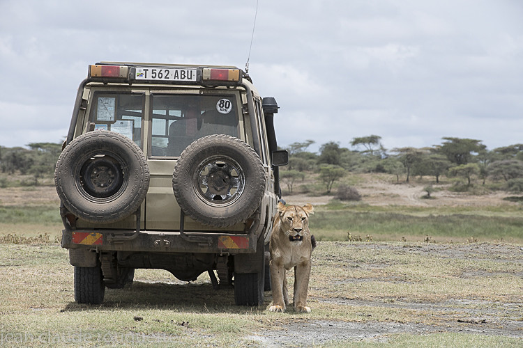  - Serengeti N.P. and N'Gorongoro Tanzania 2018