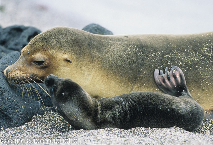 Cow sea lion and her pup (Fernandina island) - The Galapagos islands, Ecuador 2008
