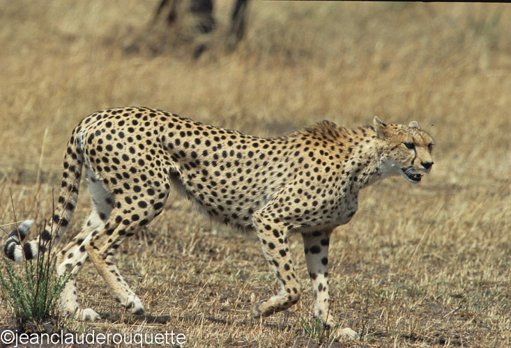A female cheetah - Serengeti N.P. and N'gorongoro Tanzania 1998, 2005 and 2006