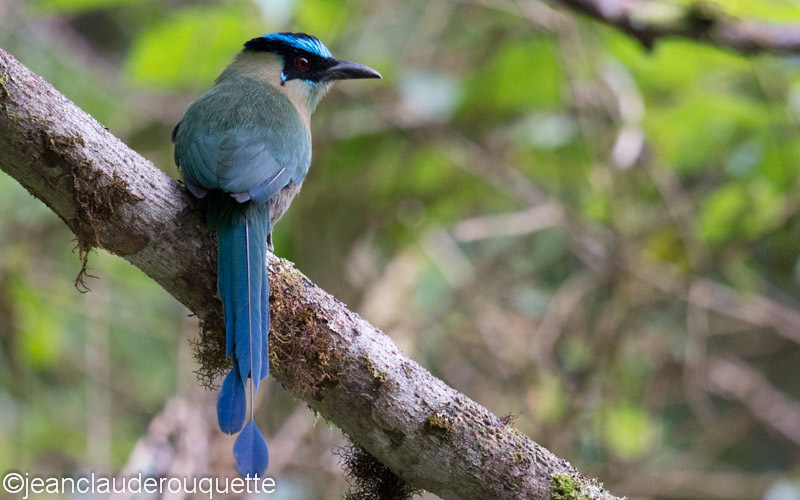 Blue-Crowned Motmot - Manu national park (Peru 2015)