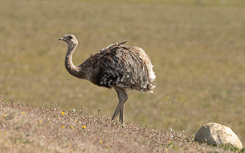 Lesser Darwin's Rhea - Patagonie Chilienne: Magellan Channel and Torres del Paine N.P.