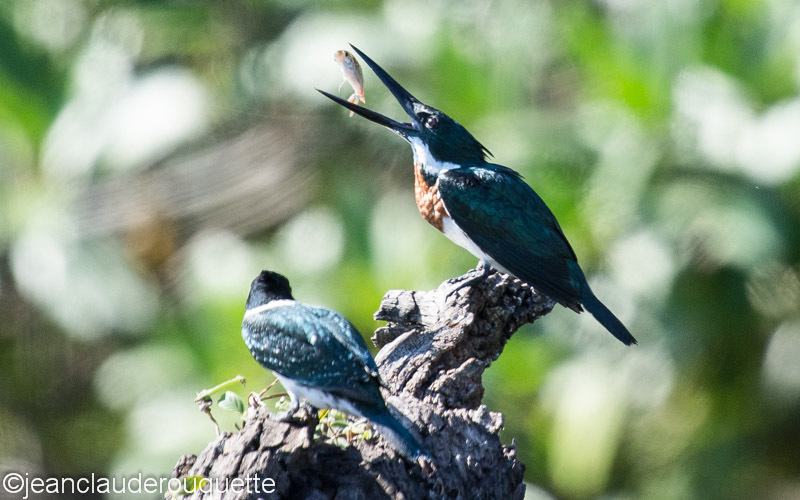 Amazon Kingfisher - Manu national park (Peru 2015)