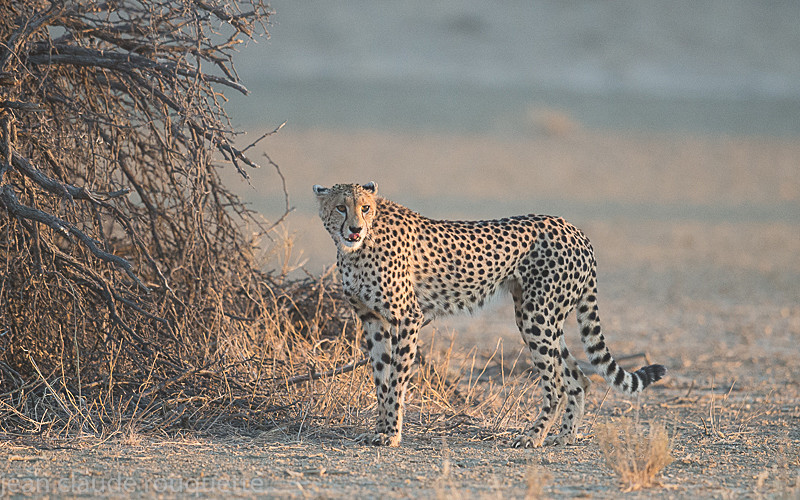  - Kgalagadi transfrontier park (2017)