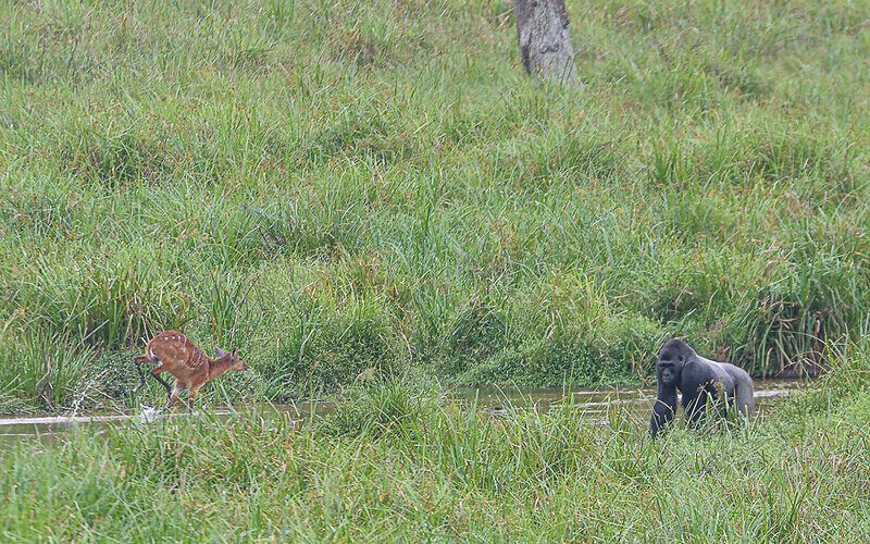 Gorilla and sitatunga - Ivindo national park (Gabon 2024)