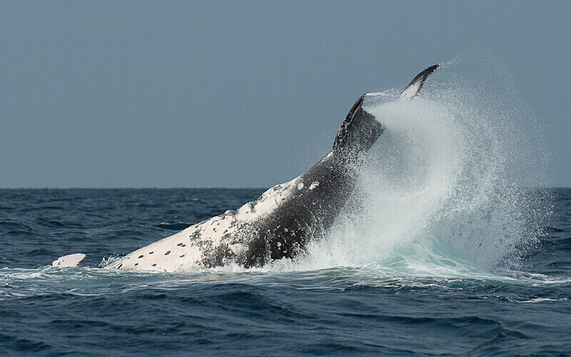 Humpback whale - Loango national park (Gabon 2024)