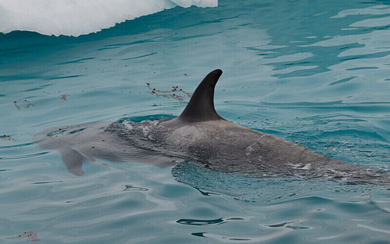 Orcas - Ushuaïa Malvinas South Georgia Antartica Peninsula