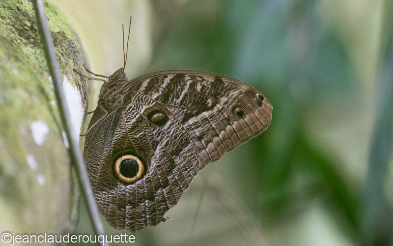  - Manu national park (Peru 2015)
