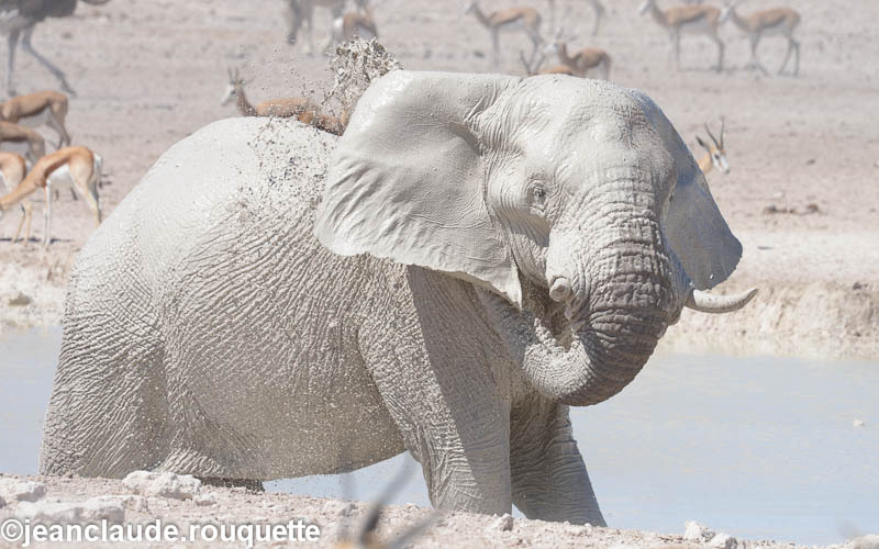 Big bull - Etosha N.P.(Namibia 2013)