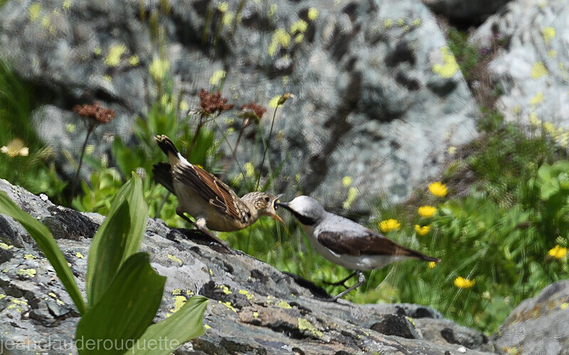Traquets motteux - Alpes 2021-2022 Gypaètes et Cerfs