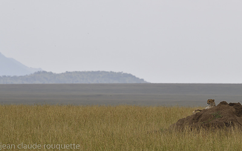 Cheetah and the plain of Serengeti - Serengeti N.P. and N'Gorongoro Tanzania 2018