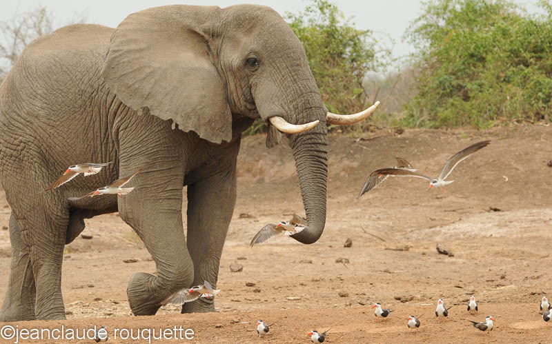 Elephant and African Skimmers. - Queen Elisabeth N.P. Uganda 2012