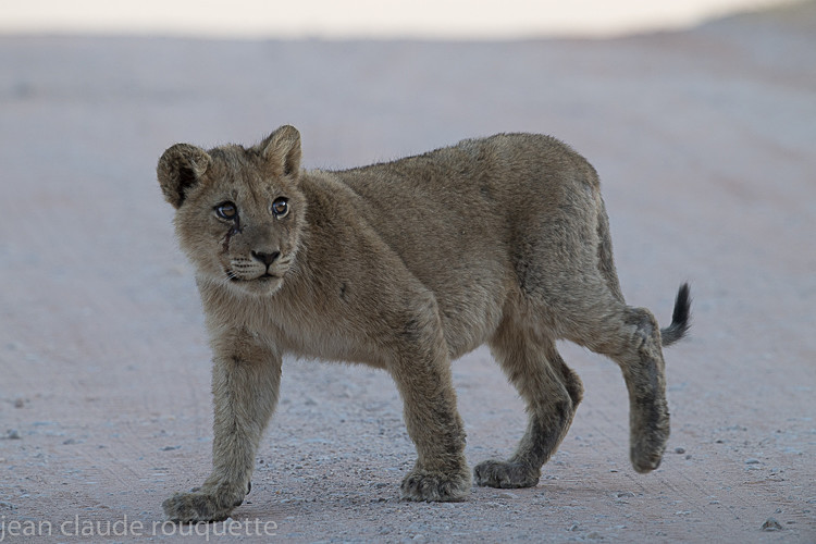  - Kgalagadi transfrontier park (2017)
