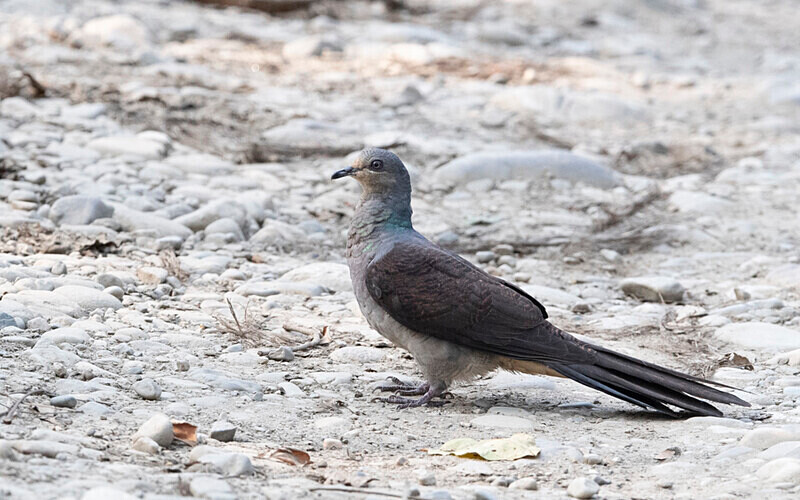 Barred bay Cuckoo - Manas National Park North East India 2025