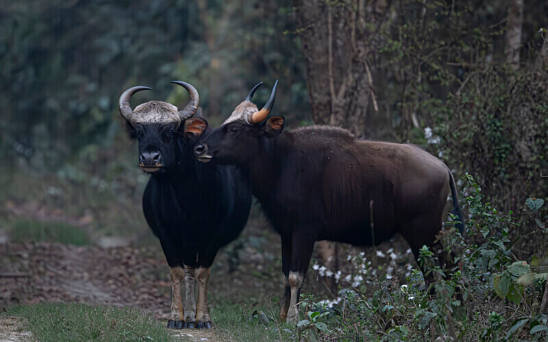 Gaurs - Manas National Park North East India 2025