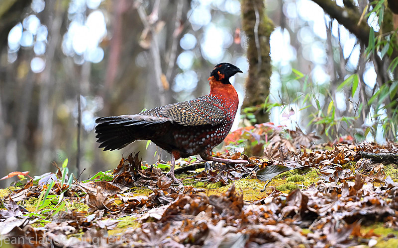 Satyr Tragopan - Kanchenjunga trek (2018)