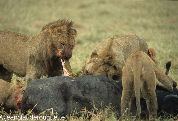  - Serengeti N.P. and N'gorongoro Tanzania 1998, 2005 and 2006