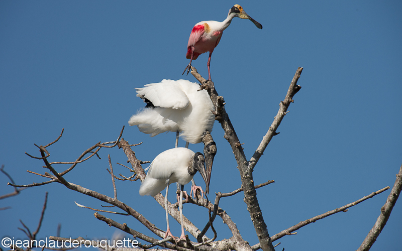Roseate spoonbill and woodstork - Pantanal Brazil 2015