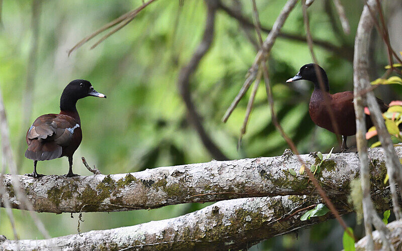 Hartlaub's duck - Odzala National Park (République du Congo (2019)