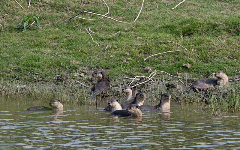 otters - Kaziranga National Park Noth East India 2025