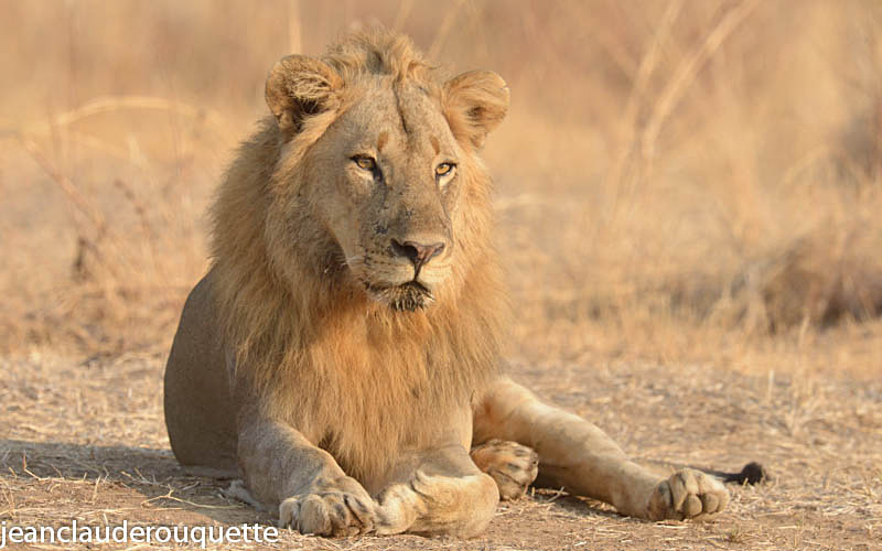 Lion at 'Lion camp' - South Luangwa N.P. Zambia 2013