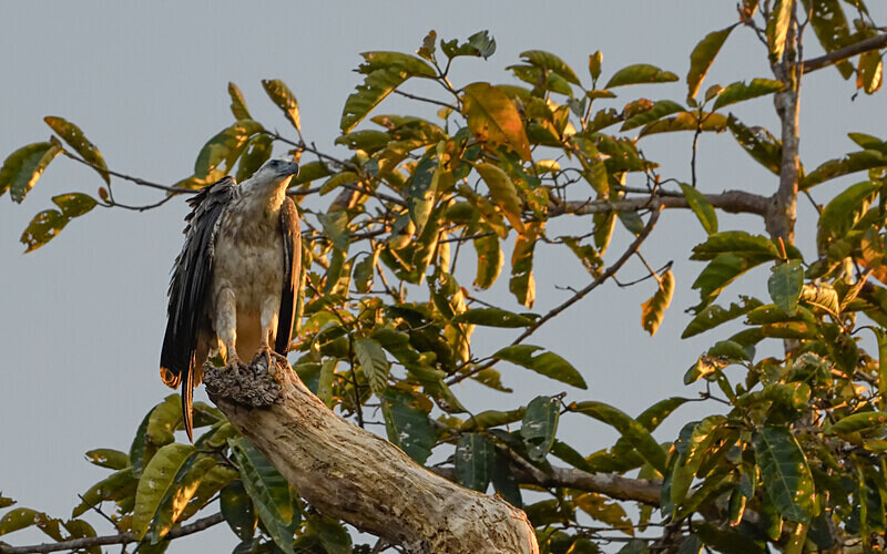White bellied fish eagle - Sabah avril 2024 Borneo Malaisie