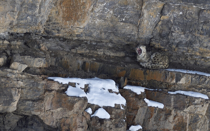 Snow Leopard - Spiti panthère des neiges  Inde 2023