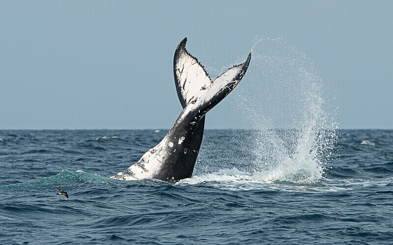Humpback whale - Loango national park (Gabon 2024)