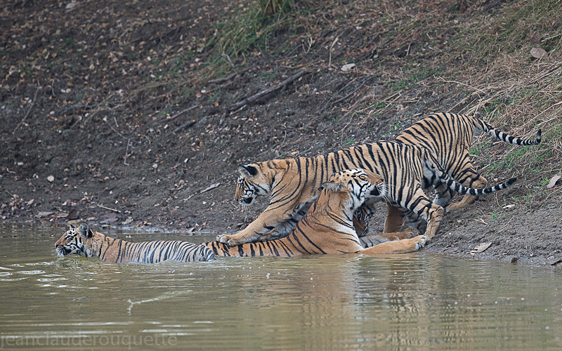  - Tadoba national park (India 2016)