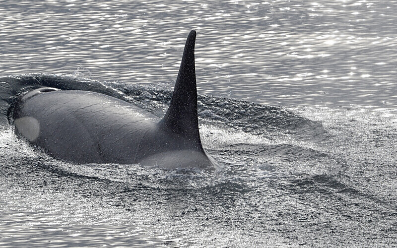 Male Orca - Ushuaïa Malvinas South Georgia Antartica Peninsula