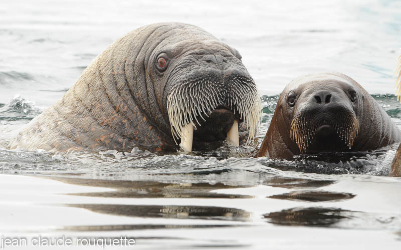 Mother and cub - Svalbard et Norvège 2011
