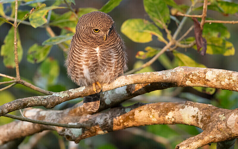 Collared Owlet - Kaziranga National Park Noth East India 2025