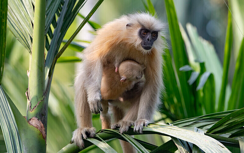 Golden Langur - Manas National Park North East India 2025