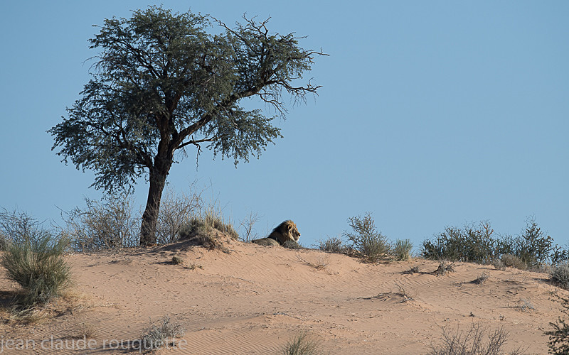  - Kgalagadi transfrontier park (2017)