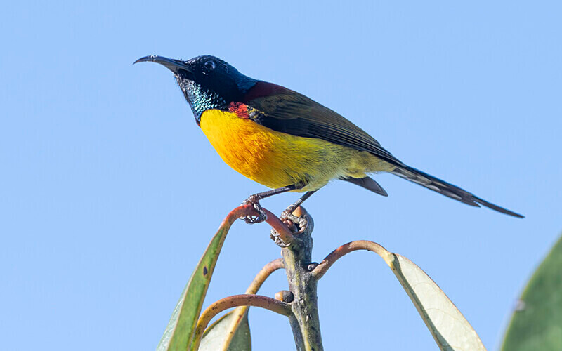 Green-tailed Sunbird - Singalila National Park February 2025 North East India