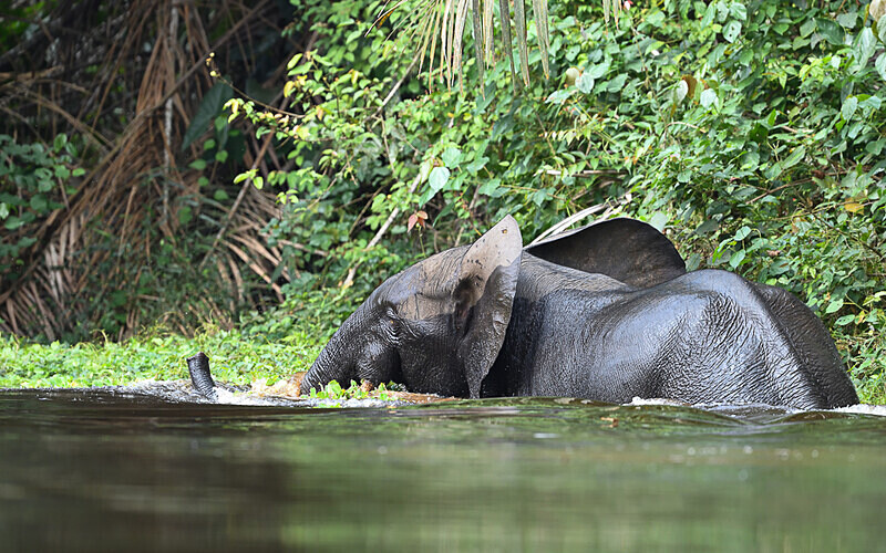  - Ivindo national park (Gabon 2024)
