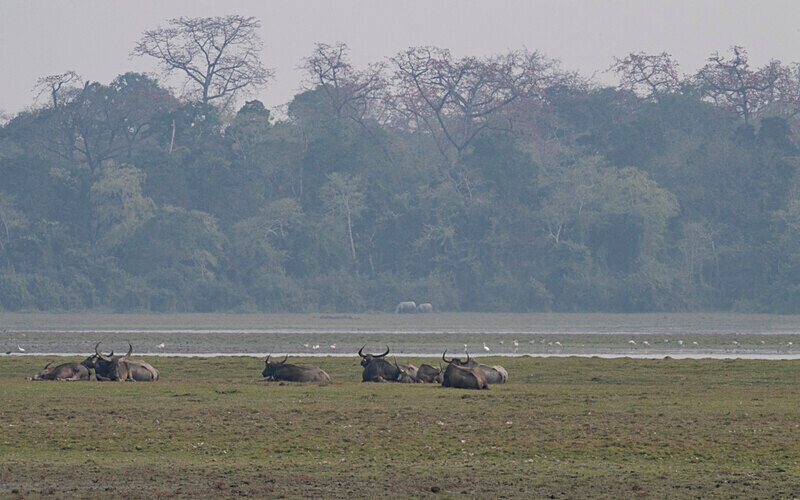 Buffaloes and Rhinos East gate - Kaziranga National Park Noth East India 2025