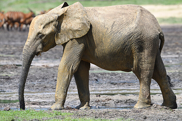  - Dzanga Sangha National Park (République Centrafricaine) 2019