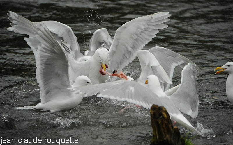 Common Gulls fighting for pieces of salmons - Katmaï National Park ( Alaska 2010)