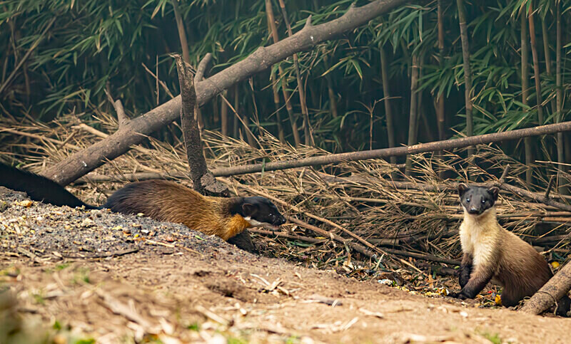Yellow-throated Marten - Singalila National Park February 2025 North East India