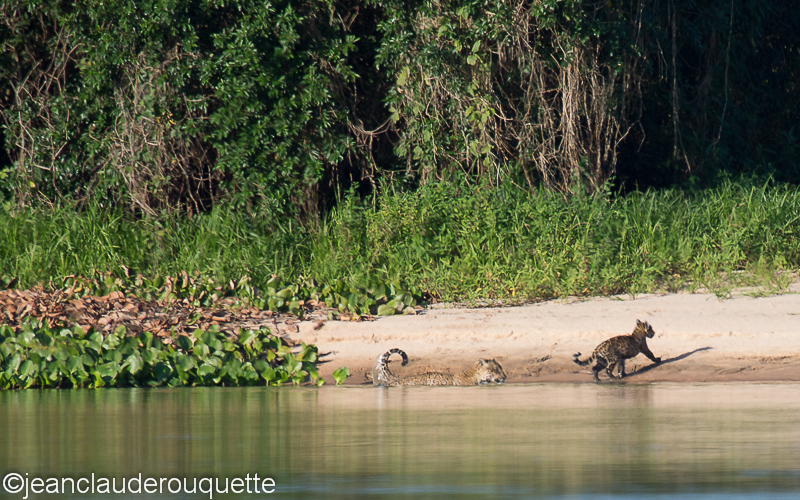 Mother and cub - Pantanal Brazil 2015