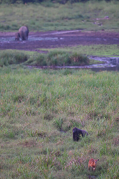 - Ivindo national park (Gabon 2024)
