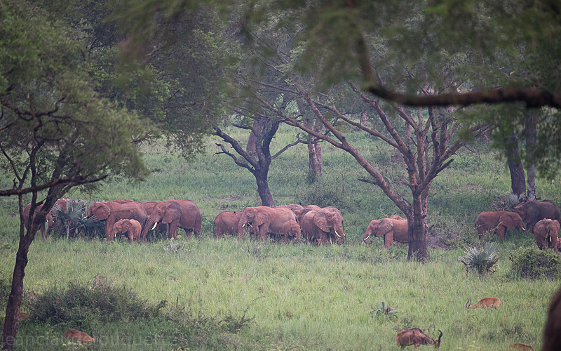 Murchison - Uganda 2016