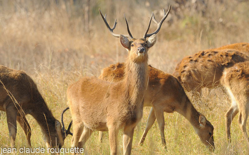 Male Barasinga. - Kanha and Corbet national parks (India 2011)
