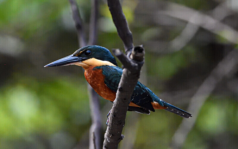 Green and Rufous Kingfisher - Pacaya Samiria Pérou 2022
