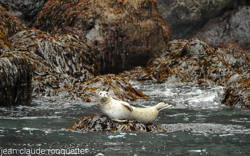 Harbor seal - Kenai fjord (Alaska 2010)