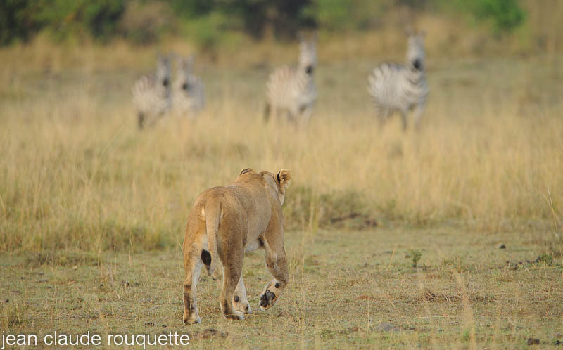 Lionness and zebras. - Masai mara 2009 oloololo gate (Kenya 2009)