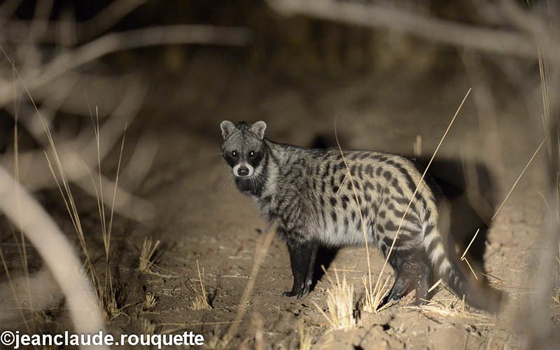 African civet - South Luangwa N.P. Zambia 2013